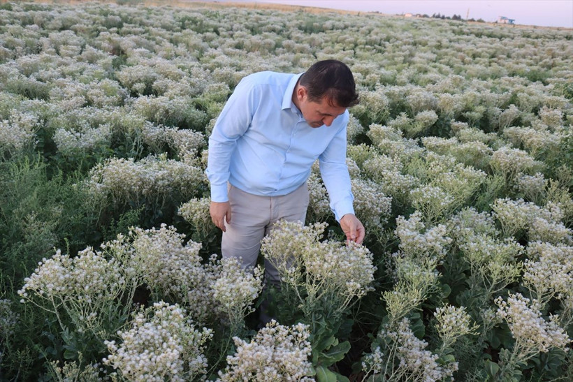 Kilis'te parasız kalınca bu işe başladı! Kilosunu 70 liradan satılıyor - Resim: 4