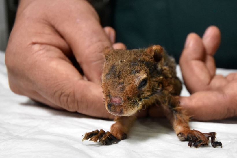Antalya'da yanan yavru sincabın yaşam mücadelesi! Üzücü haberler var - Resim: 2