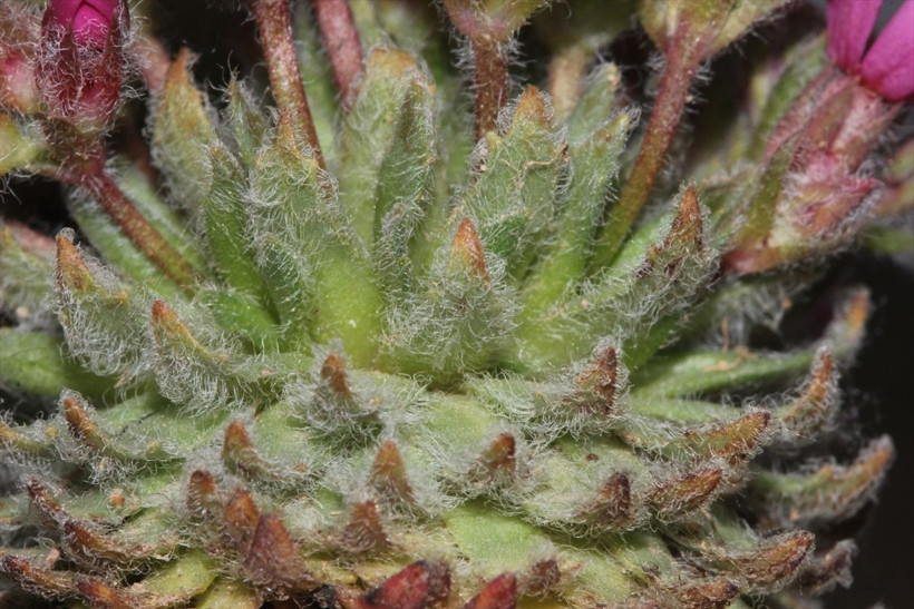 Bayburt'ta keşfedildi! Aziz Sancar'ın adı verilecek - Resim: 1