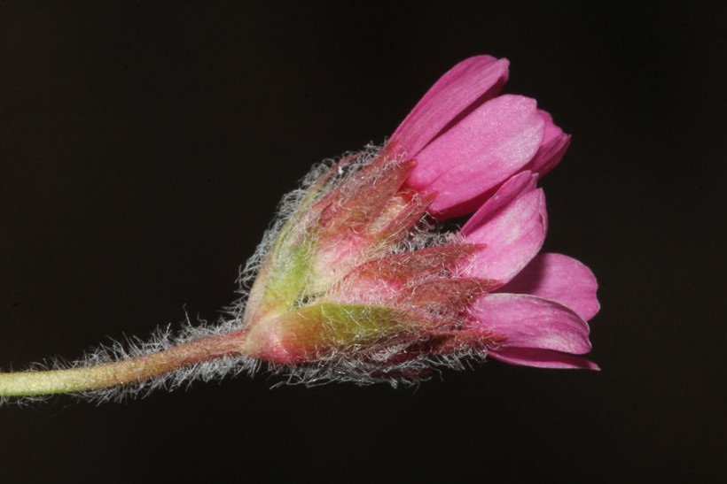 Bayburt'ta keşfedildi! Aziz Sancar'ın adı verilecek - Resim: 2