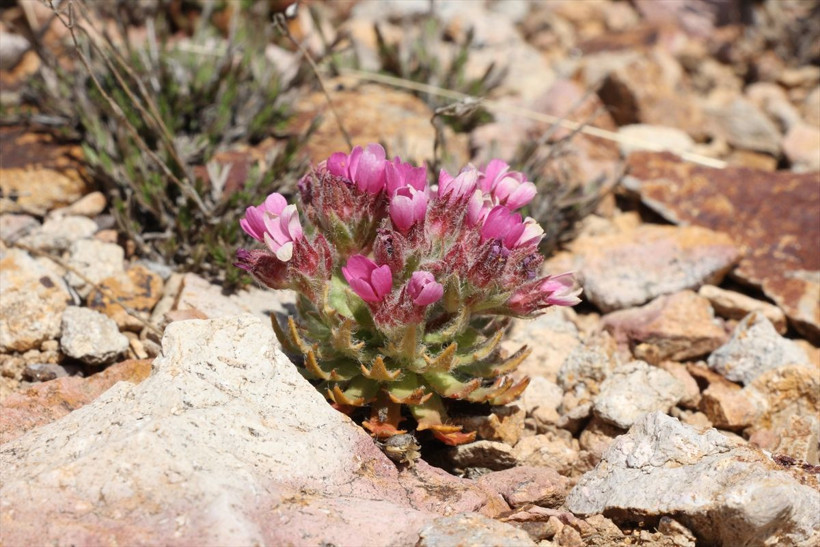 Bayburt'ta keşfedildi! Aziz Sancar'ın adı verilecek - Resim: 3