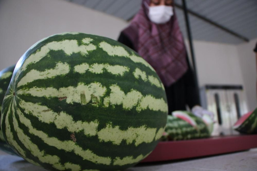 İstanbul'dan köyüne döndü hayatı değişti! Erzurum'da karpuzdan üretti 4 ton sipariş geldi - Resim: 1