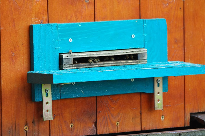 Bursa'da görenler inanamadı! Arı yatağına girdi: Sadece 30 dakika... - Resim: 2