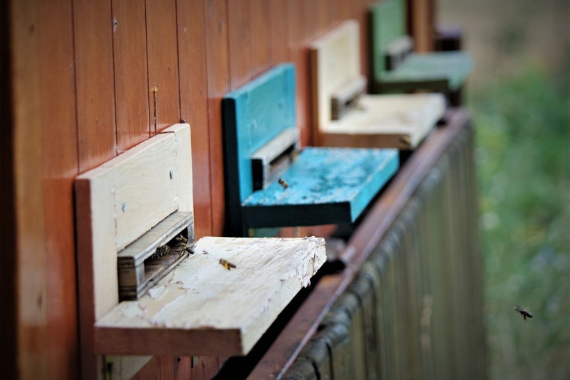 Bursa'da görenler inanamadı! Arı yatağına girdi: Sadece 30 dakika... - Resim: 3