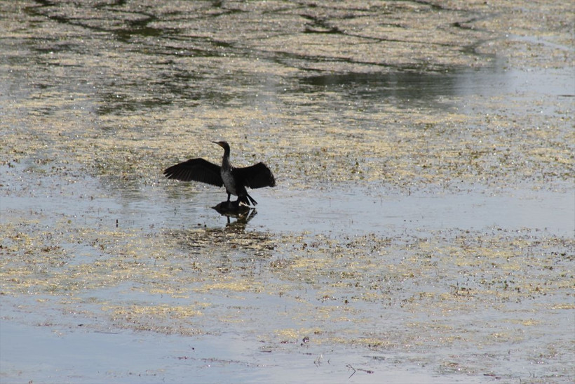 Kuraklık ve siyasi çekişme Beyşehir Gölü'nü kurutuyor! Sulama için en büyük göl yok ediliyor - Resim: 4