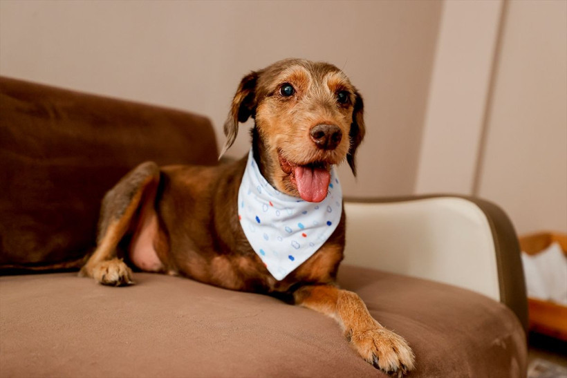 Antalya'da sokakların "engelli canları" uzanan şefkat elleriyle hayata tutunuyor - Resim: 2