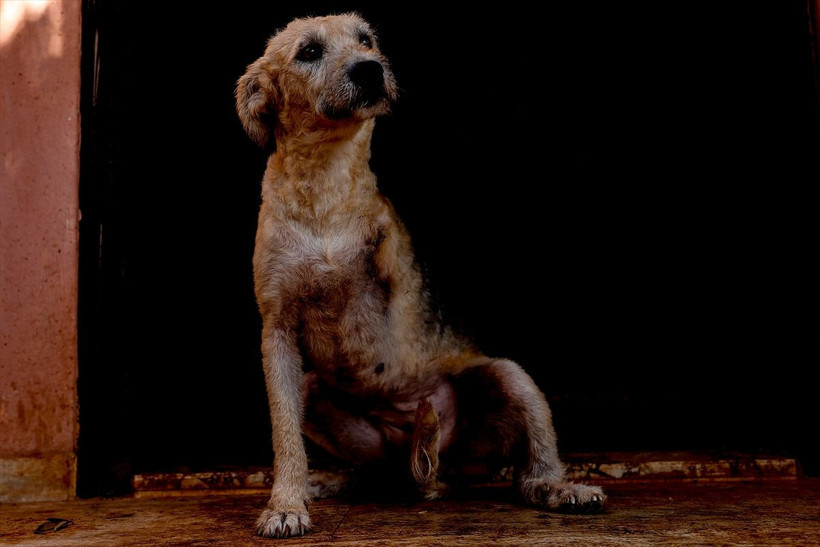 Antalya'da sokakların "engelli canları" uzanan şefkat elleriyle hayata tutunuyor - Resim: 4