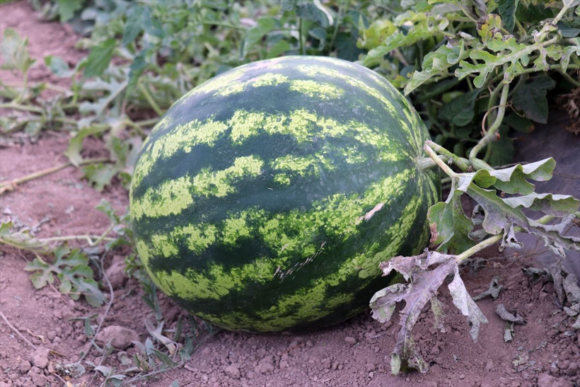 2 arkadaş 'burada arpa bile yetişmez' denen toprağa 1 milyon lira gömdüler! Sonuç mükemmel oldu - Resim: 3