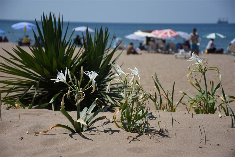 Bartın'da etrafı çitlerle çevrildi! Uyarı levhaları asıldı: Nesli tehlike altında - Resim: 2