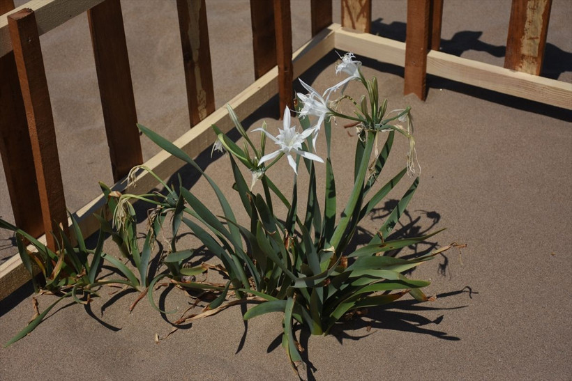 Bartın'da etrafı çitlerle çevrildi! Uyarı levhaları asıldı: Nesli tehlike altında - Resim: 3