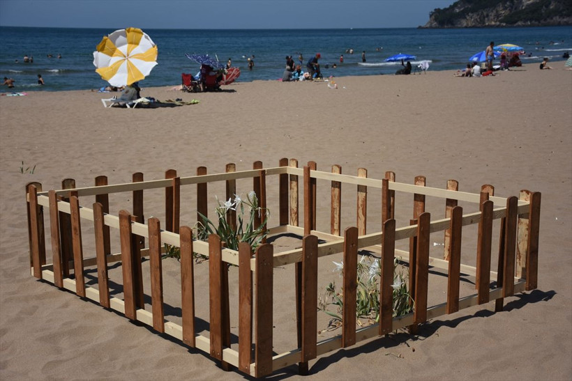 Bartın'da etrafı çitlerle çevrildi! Uyarı levhaları asıldı: Nesli tehlike altında - Resim: 4