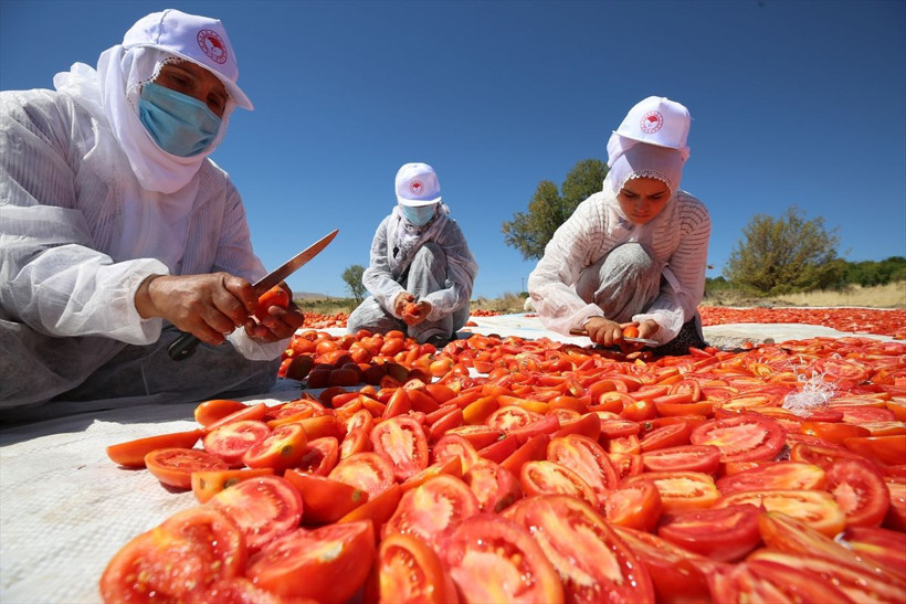 Elazığ'da kurutmalık domateslerle Türkiye haritası oluşturuldu - Resim: 1