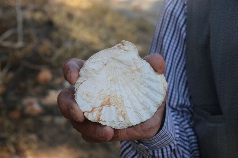Adıyaman'da köylü ormanda gezerken tesadüfen buldu yetkililer bölgede geniş çaplı araştırma yapacak - Resim: 2