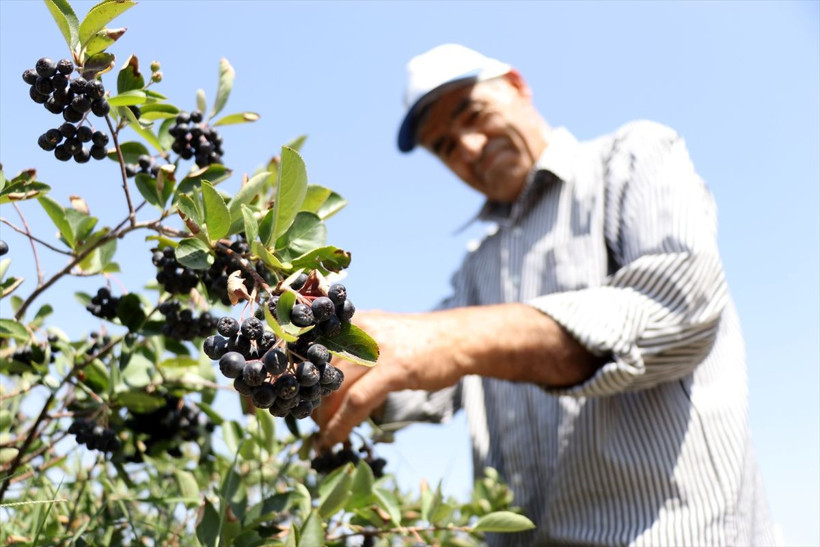 'Süper meyve' kanseri öldürüyor! Eşi için yurt dışından getirdi Konya'da talep patladı - Resim: 4