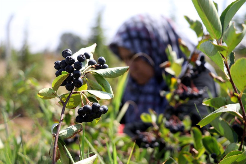 'Süper meyve' kanseri öldürüyor! Eşi için yurt dışından getirdi Konya'da talep patladı - Resim: 3