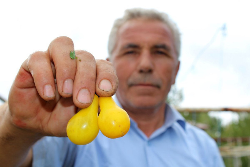 Sivas'ta üretildi! Armudu andıran sarı domates şaşkına çevirdi - Resim: 2