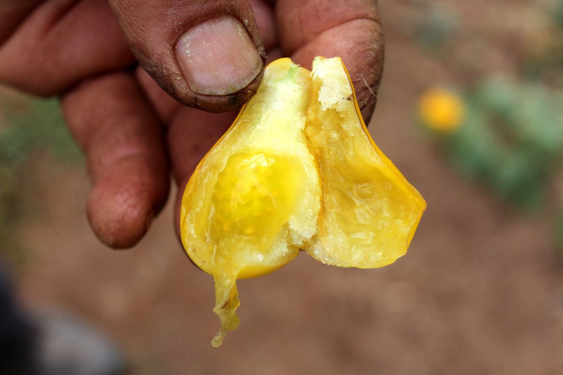 Sivas'ta üretildi! Armudu andıran sarı domates şaşkına çevirdi - Resim: 1