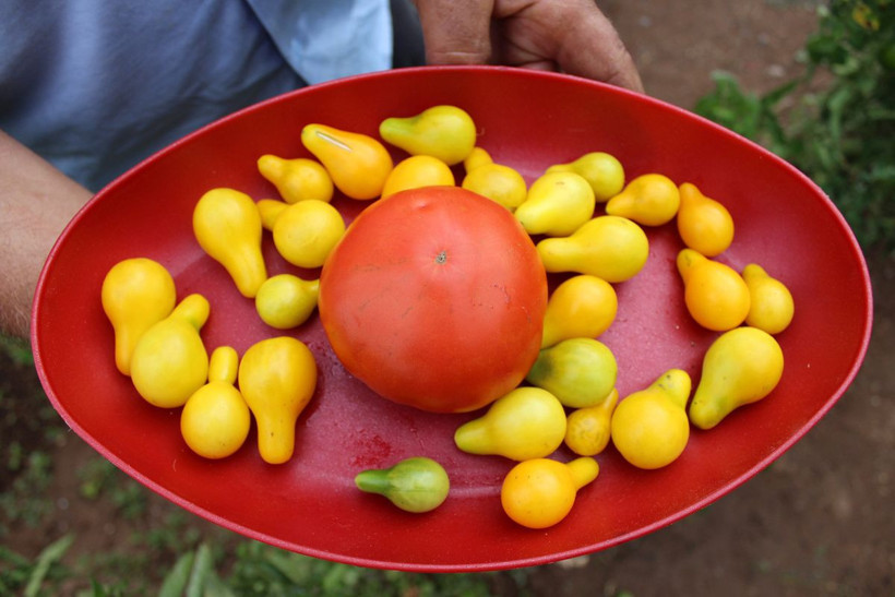 Sivas'ta üretildi! Armudu andıran sarı domates şaşkına çevirdi - Resim: 4