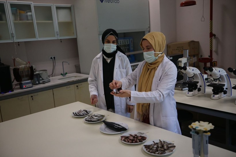 Çarpıcı araştırma! Karadeniz'de biyoaktif özelliği en yüksek balık hamsi çıktı - Resim: 1