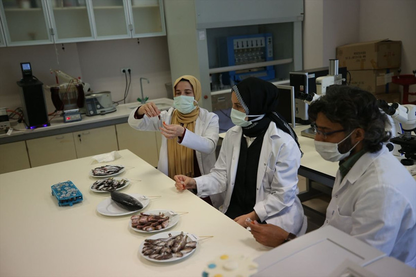 Çarpıcı araştırma! Karadeniz'de biyoaktif özelliği en yüksek balık hamsi çıktı - Resim: 3