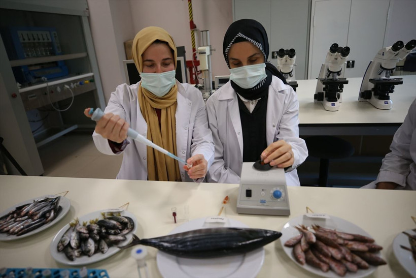 Çarpıcı araştırma! Karadeniz'de biyoaktif özelliği en yüksek balık hamsi çıktı - Resim: 4