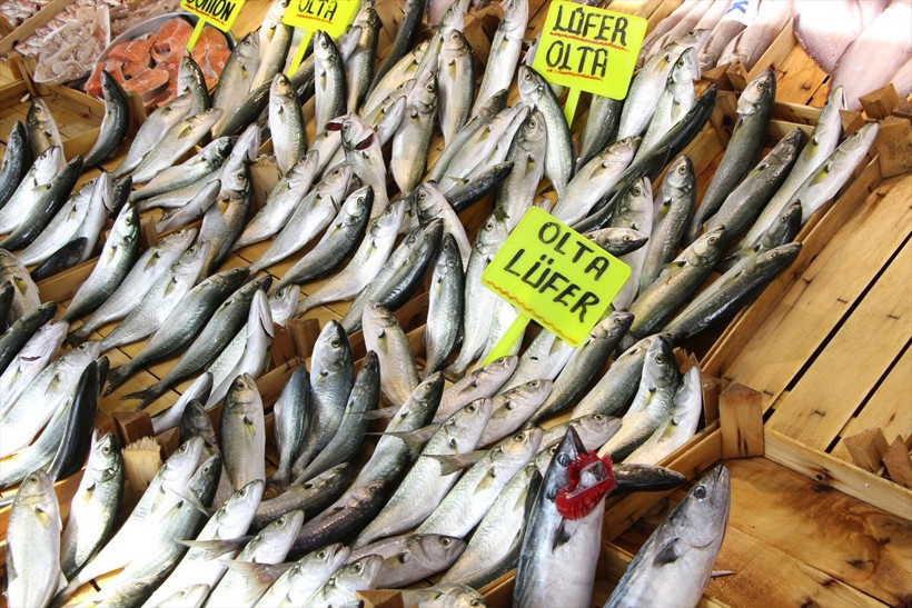 Lüferin kilosu 25 liraya kadar düştü! Nesli tükenmek üzere olan lüfer nasıl bollaştı müsilaj ile ilgisi ne? - Resim: 3