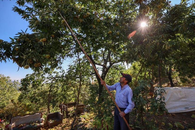 Günlük 600 TL kazanıyorlar! Aydın'da bu iş için beli kırılan, kör olan var - Resim: 1