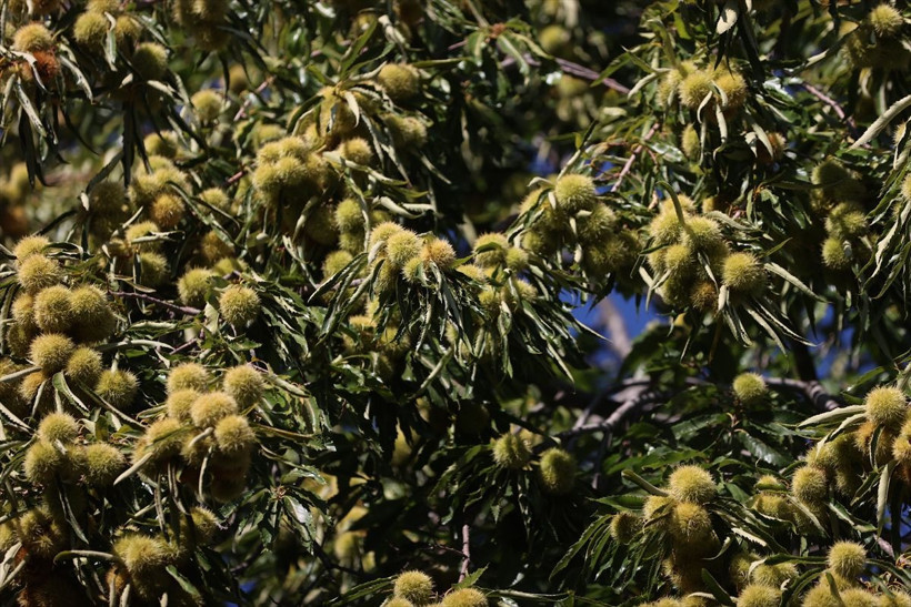 Günlük 600 TL kazanıyorlar! Aydın'da bu iş için beli kırılan, kör olan var - Resim: 3