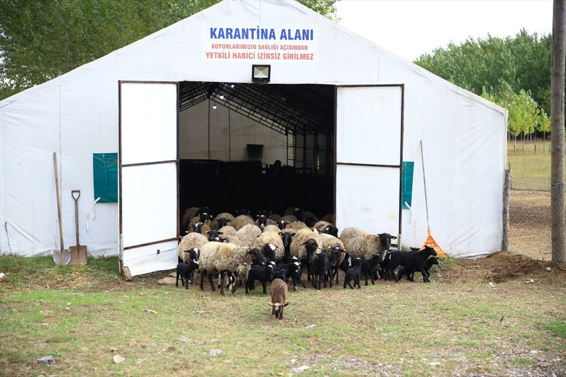 O öyle yaptı! Al hayvanını, git meraya, şehirde kazandığının iki üç katını kazan - Resim: 3