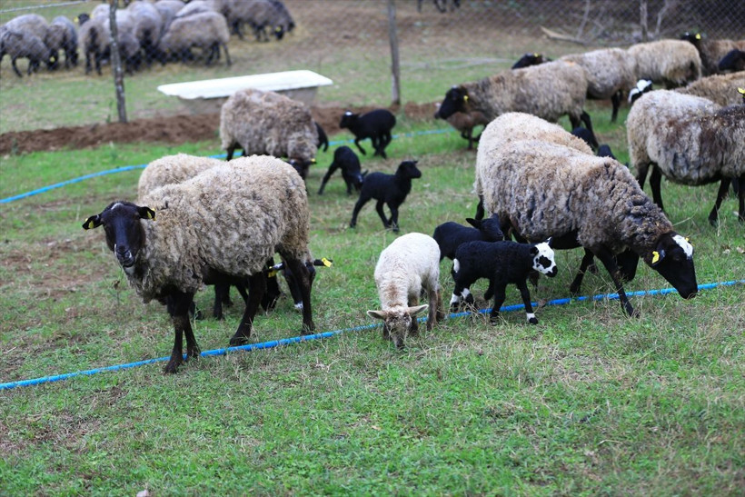 O öyle yaptı! Al hayvanını, git meraya, şehirde kazandığının iki üç katını kazan - Resim: 4