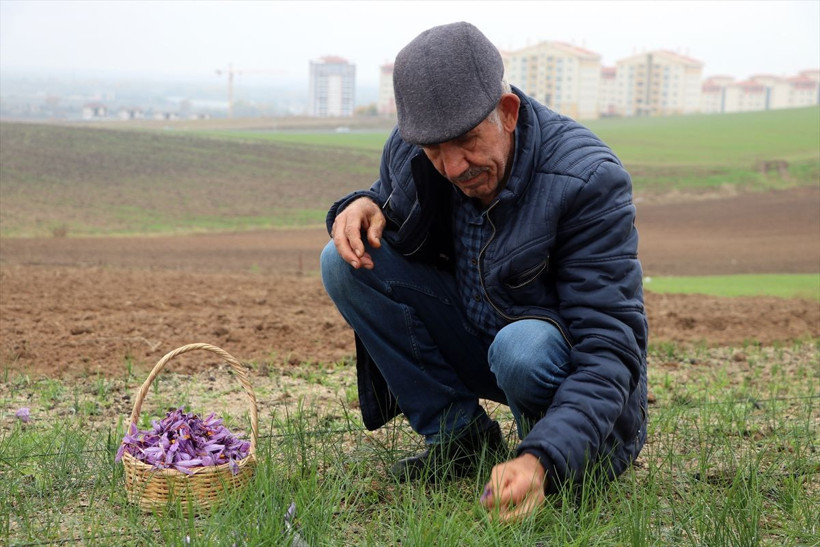 Edirne'de deneme amaçlı dikti şimdi siparişlere yetişemiyor kilosu 50 bin liradan satılıyor - Resim: 3
