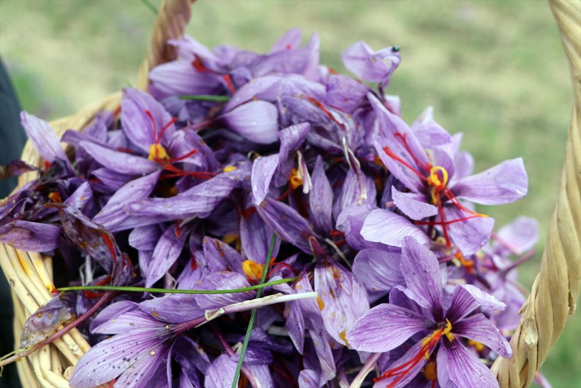 Edirne'de deneme amaçlı dikti şimdi siparişlere yetişemiyor kilosu 50 bin liradan satılıyor - Resim: 4