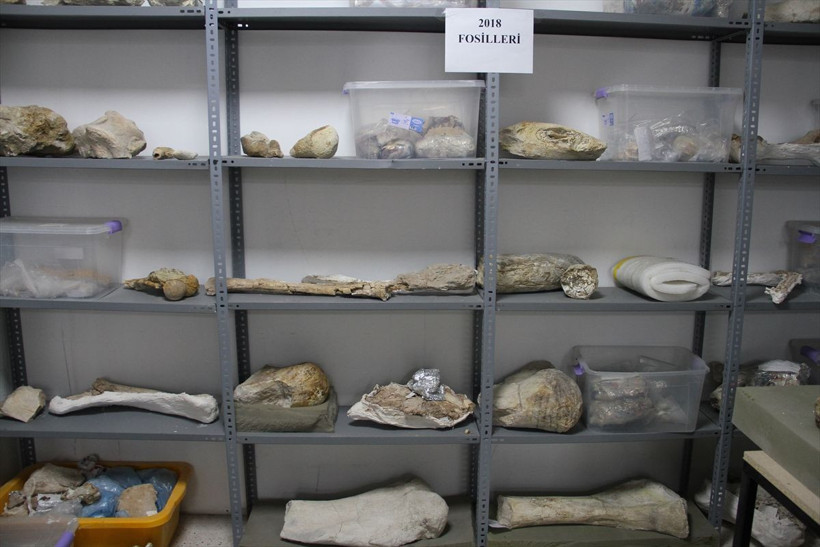 Kayseri'deki kazılarda yankı uyandıran keşif! Bütün halinde gergedan kafatası bulundu - Resim: 1