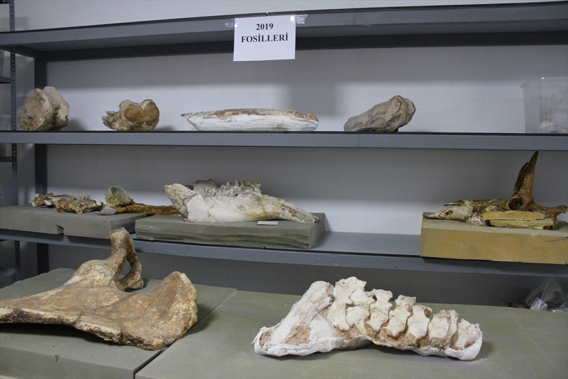 Kayseri'deki kazılarda yankı uyandıran keşif! Bütün halinde gergedan kafatası bulundu - Resim: 2