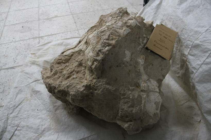 Kayseri'deki kazılarda yankı uyandıran keşif! Bütün halinde gergedan kafatası bulundu - Resim: 3