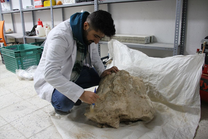 Kayseri'deki kazılarda yankı uyandıran keşif! Bütün halinde gergedan kafatası bulundu - Resim: 4