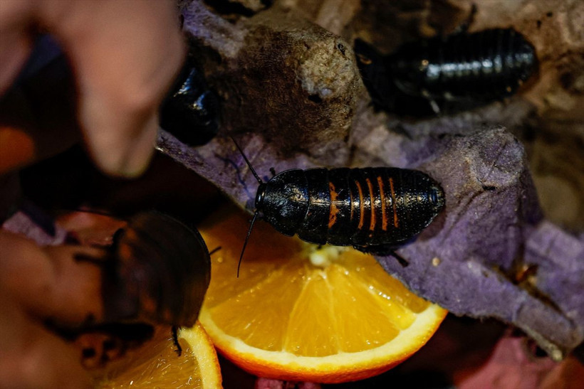 Patates, muz, tavukla besleniyor! Antalya'daki hamam böcekleri 15 liradan satılıyor - Resim: 1