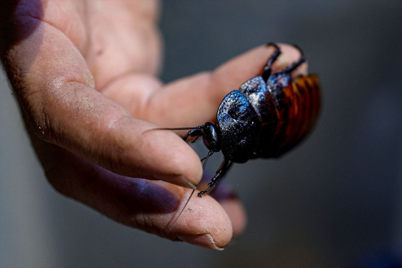 Patates, muz, tavukla besleniyor! Antalya'daki hamam böcekleri 15 liradan satılıyor - Resim: 2