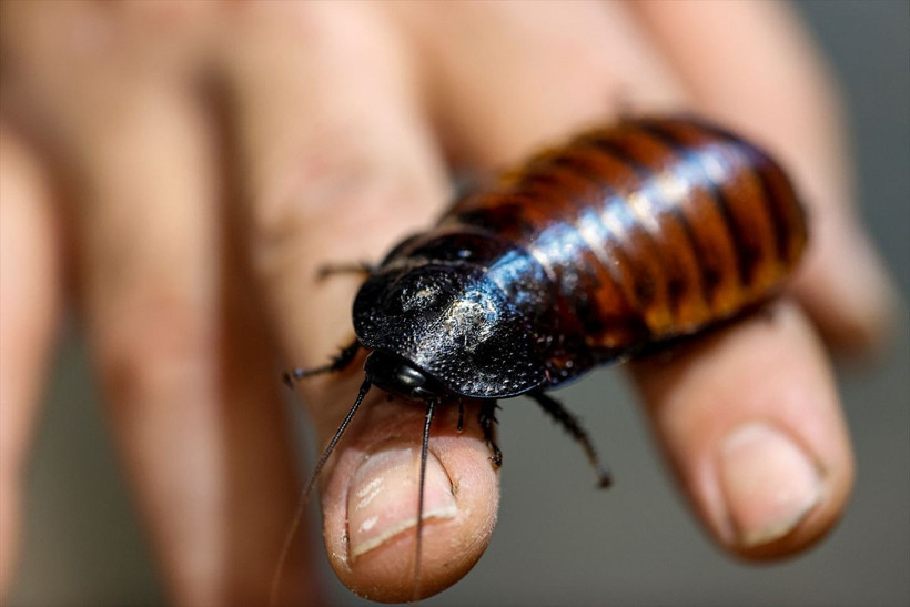 Patates, muz, tavukla besleniyor! Antalya'daki hamam böcekleri 15 liradan satılıyor - Resim: 3