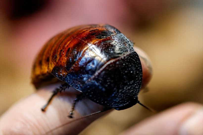 Patates, muz, tavukla besleniyor! Antalya'daki hamam böcekleri 15 liradan satılıyor - Resim: 4