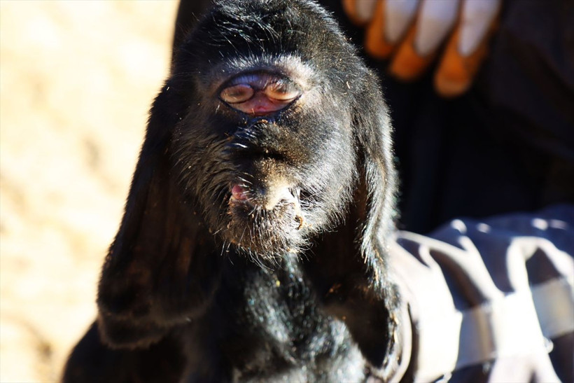 Kilis'te gözleri alnının ortasında doğan oğlak öldü! "İlk gördüğümde ürperdim" demişti - Resim: 1