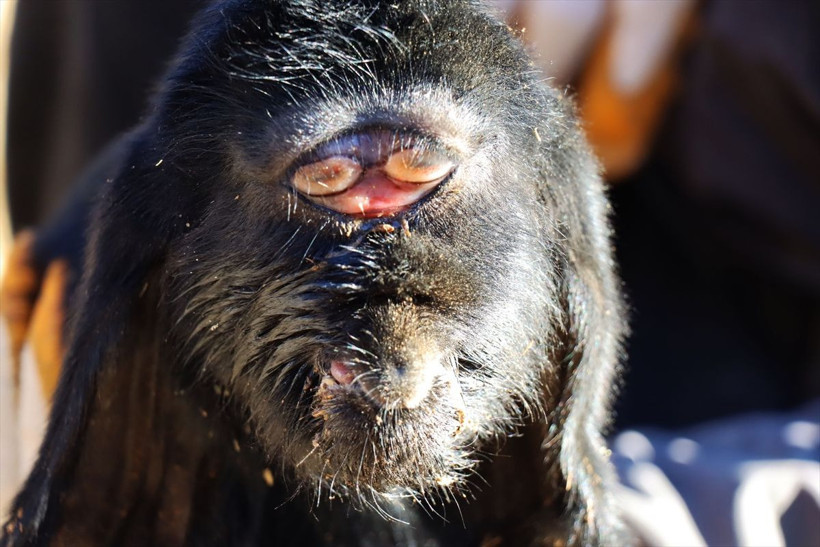 Kilis'te gözleri alnının ortasında doğan oğlak öldü! "İlk gördüğümde ürperdim" demişti - Resim: 2