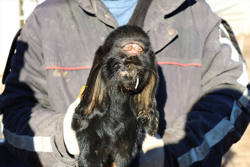 Kilis'te gözleri alnının ortasında doğan oğlak öldü! "İlk gördüğümde ürperdim" demişti - Resim: 3