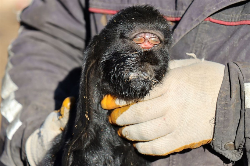 Kilis'te gözleri alnının ortasında doğan oğlak öldü! "İlk gördüğümde ürperdim" demişti - Resim: 4