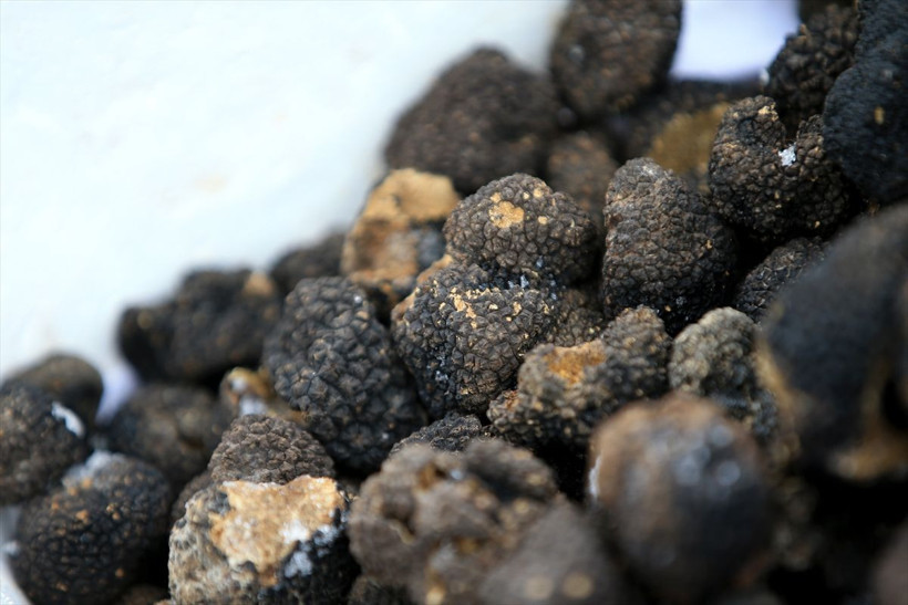 Özel eğitimli köpeklerle toplanan trüf mantarı ihraç ürünü oldu - Resim: 3