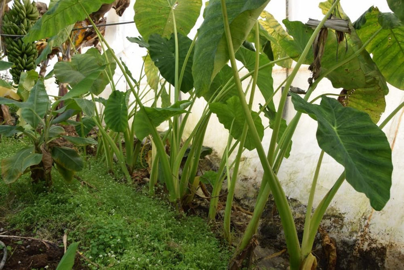 Kilosu 10 TL! Deneme amaçlı Antalya'da başladı ticaretini yapacak: 12 ay hasat edilebiliyor - Resim: 1