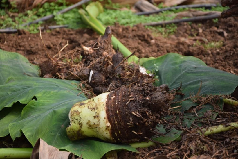 Kilosu 10 TL! Deneme amaçlı Antalya'da başladı ticaretini yapacak: 12 ay hasat edilebiliyor - Resim: 2