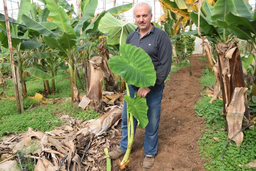 Kilosu 10 TL! Deneme amaçlı Antalya'da başladı ticaretini yapacak: 12 ay hasat edilebiliyor - Resim: 3