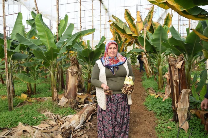 Kilosu 10 TL! Deneme amaçlı Antalya'da başladı ticaretini yapacak: 12 ay hasat edilebiliyor - Resim: 4