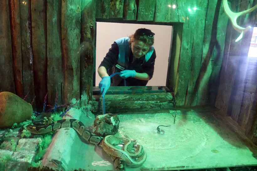 Kayseri'de bu kadın yılanları boynuna alarak geziyor - Resim: 4